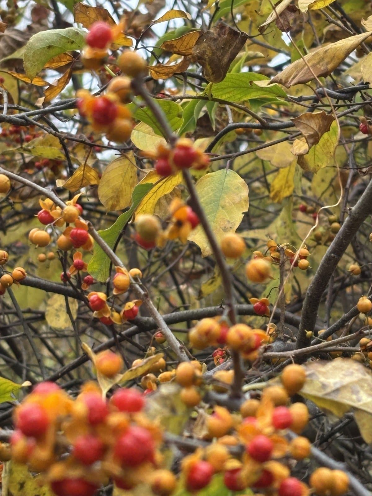 Oriental bittersweet's orange husks and red berries along the vine at Wright Farm