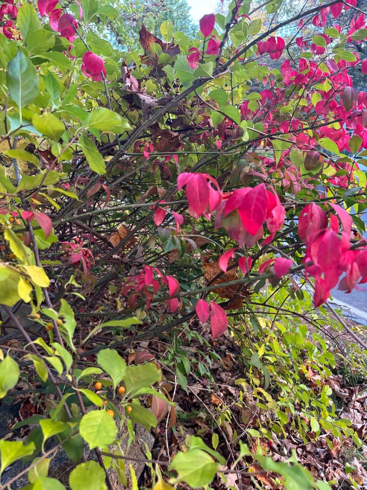 Burning bush at Turning Mill Pond