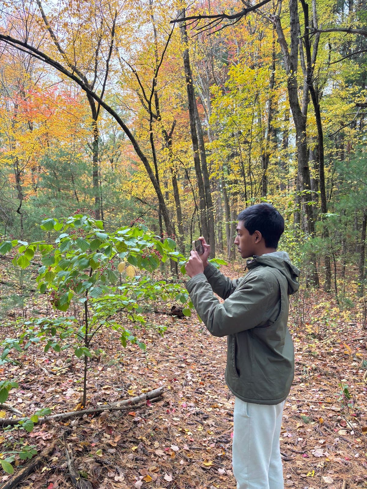 Rajarshi Mandal photographing a shrub on a fall survey at Wright Farm