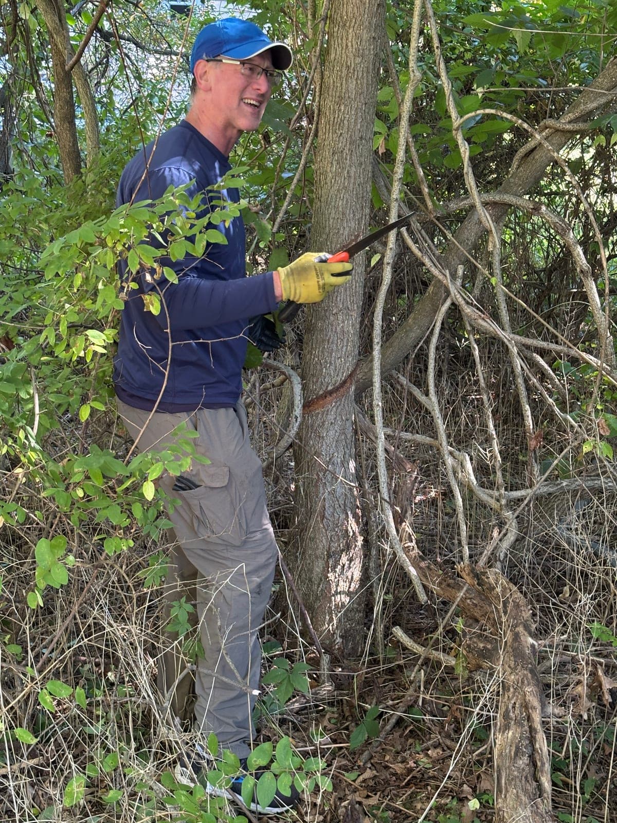 A volunteer sawing a vine away from a tree trunk at Hayden Woods